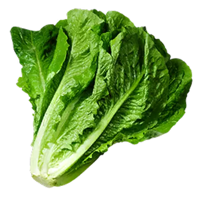 Cabbage
